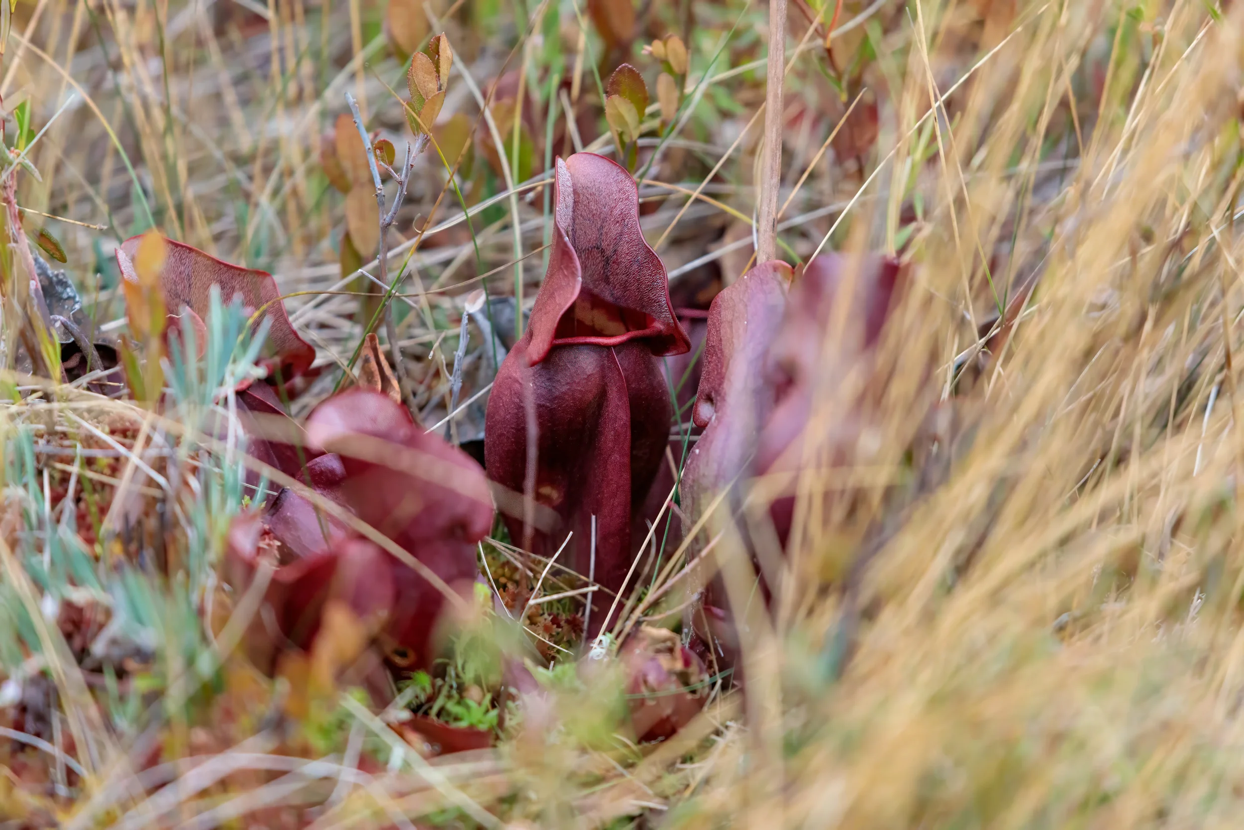The Bog - Trail, CB, NS