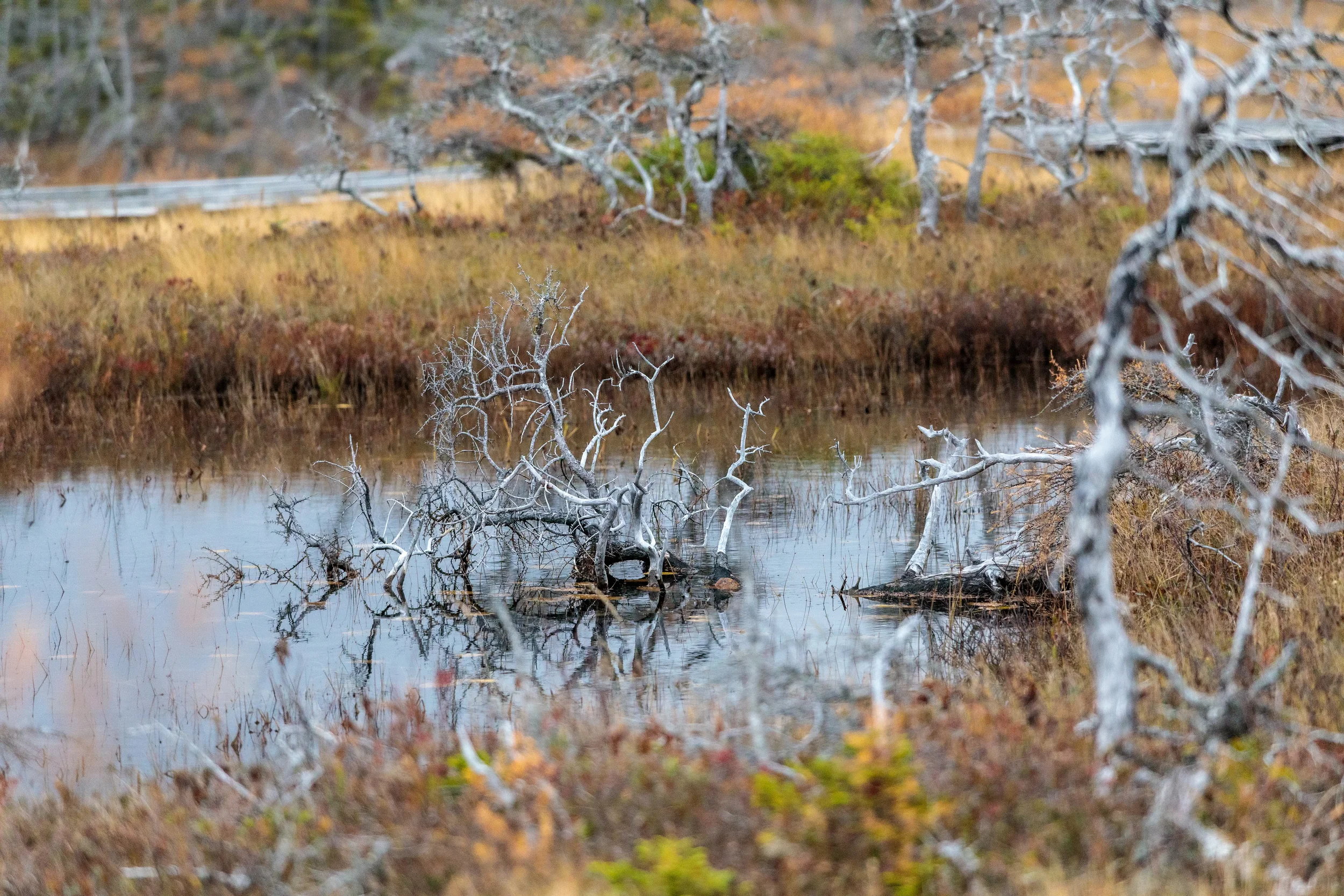 The Bog - Trail, CB, NS