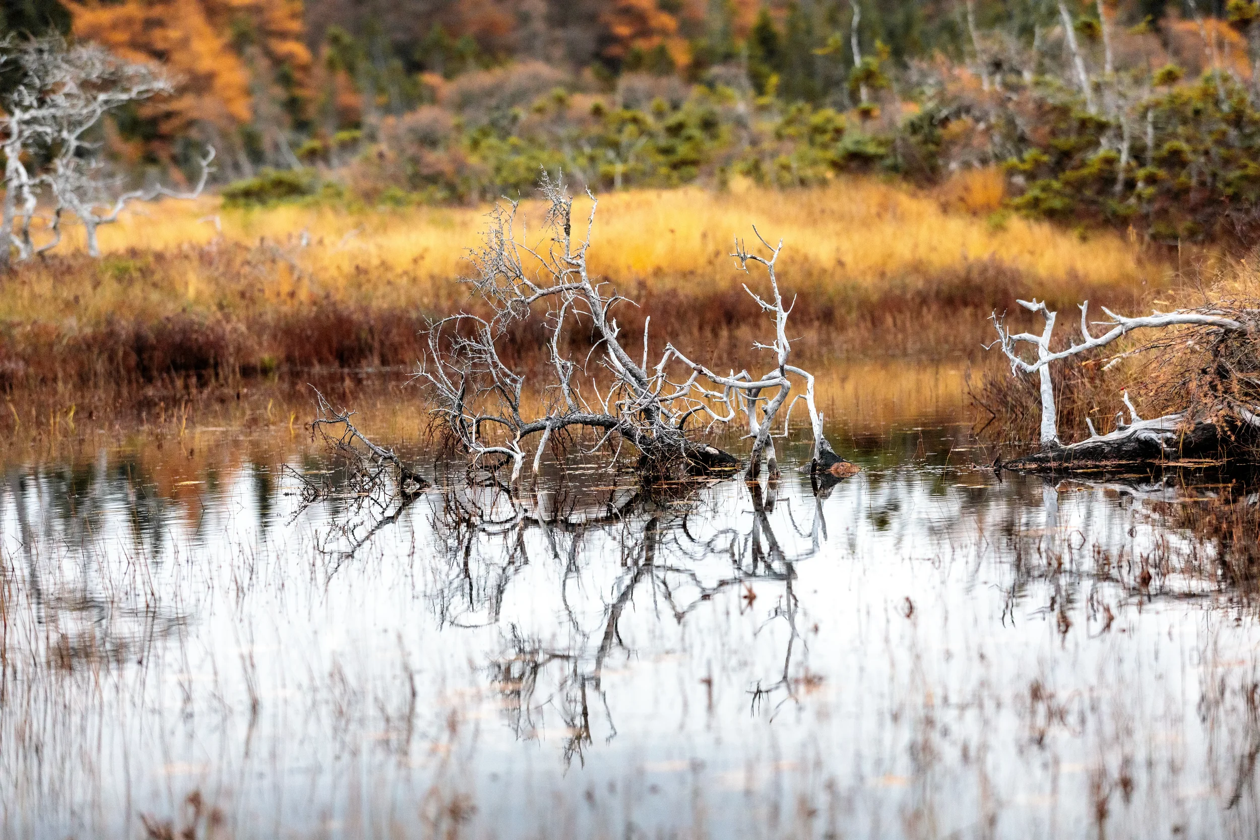 The Bog - Trail, CB, NS