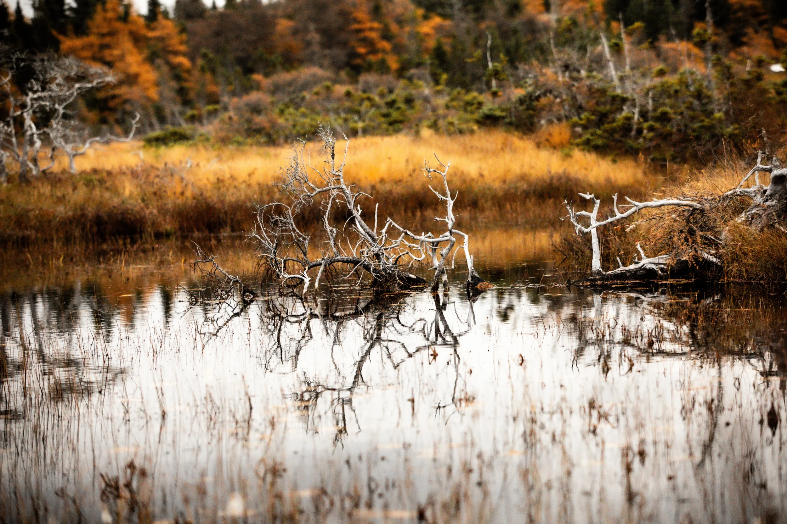 The Bog - Trail, CB, NS