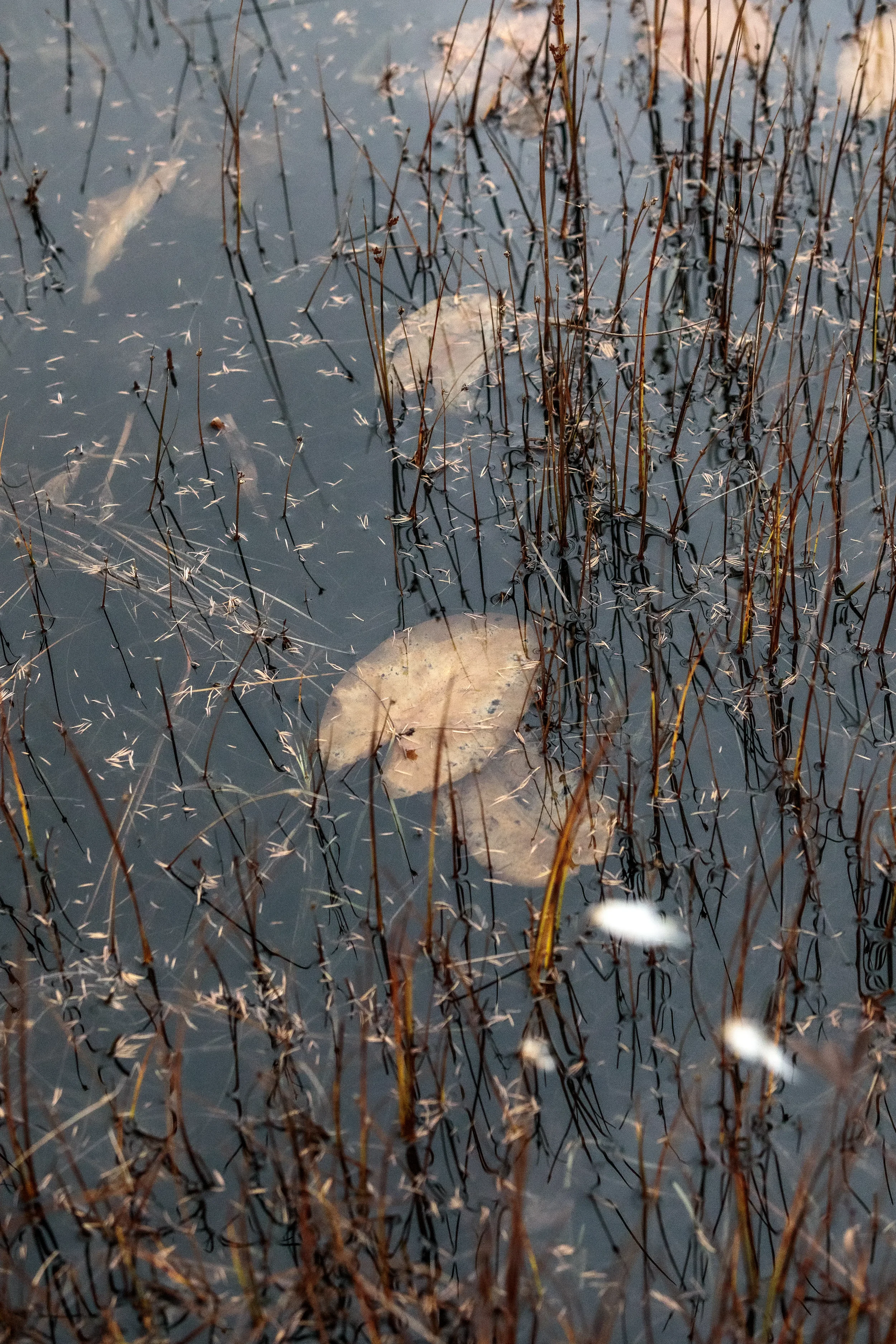 The Bog - Trail, CB, NS