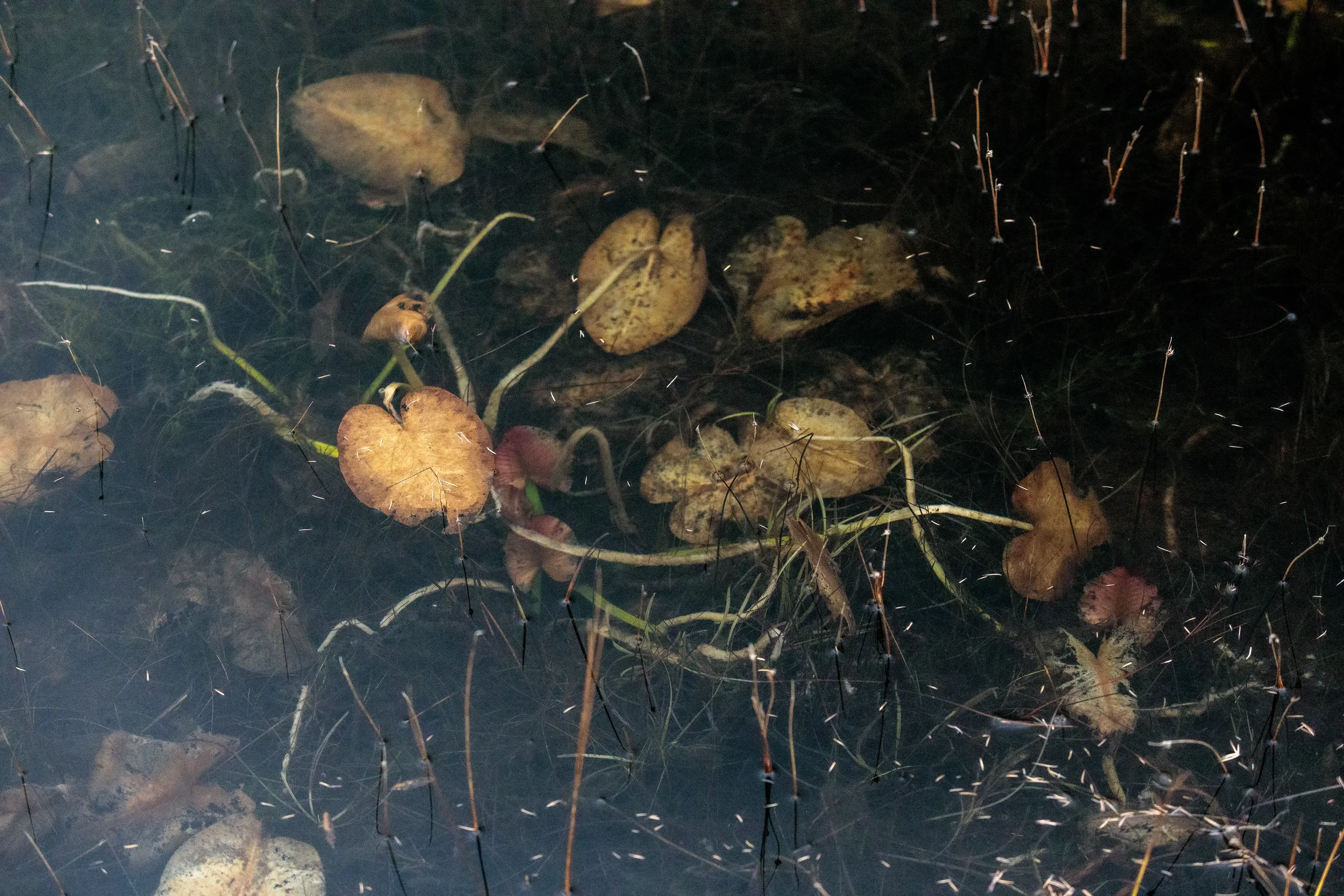 The Bog - Trail, CB, NS