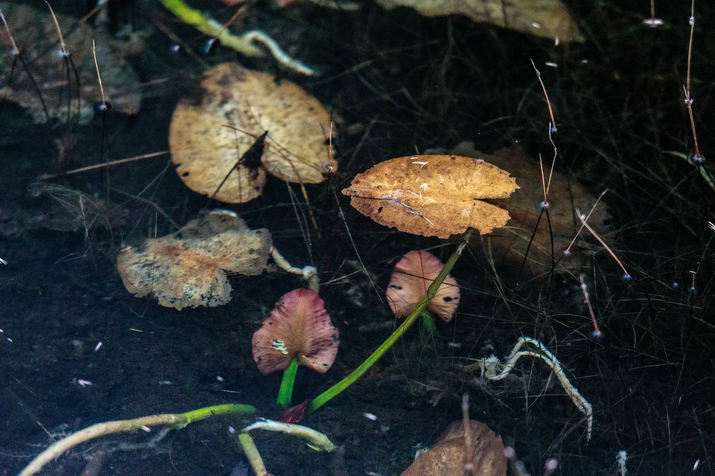 The Bog - Trail, CB, NS