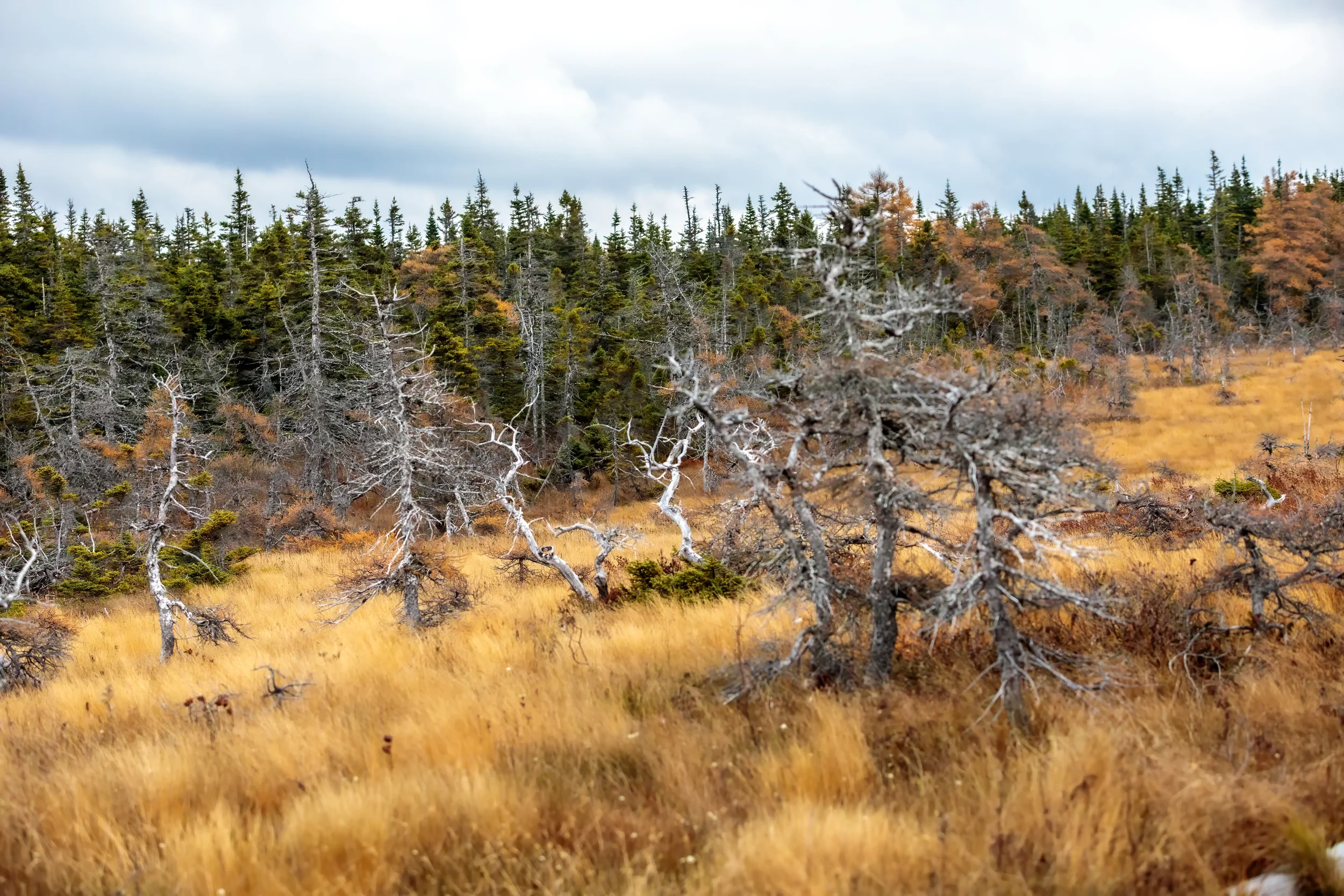 The Bog - Trail, CB, NS