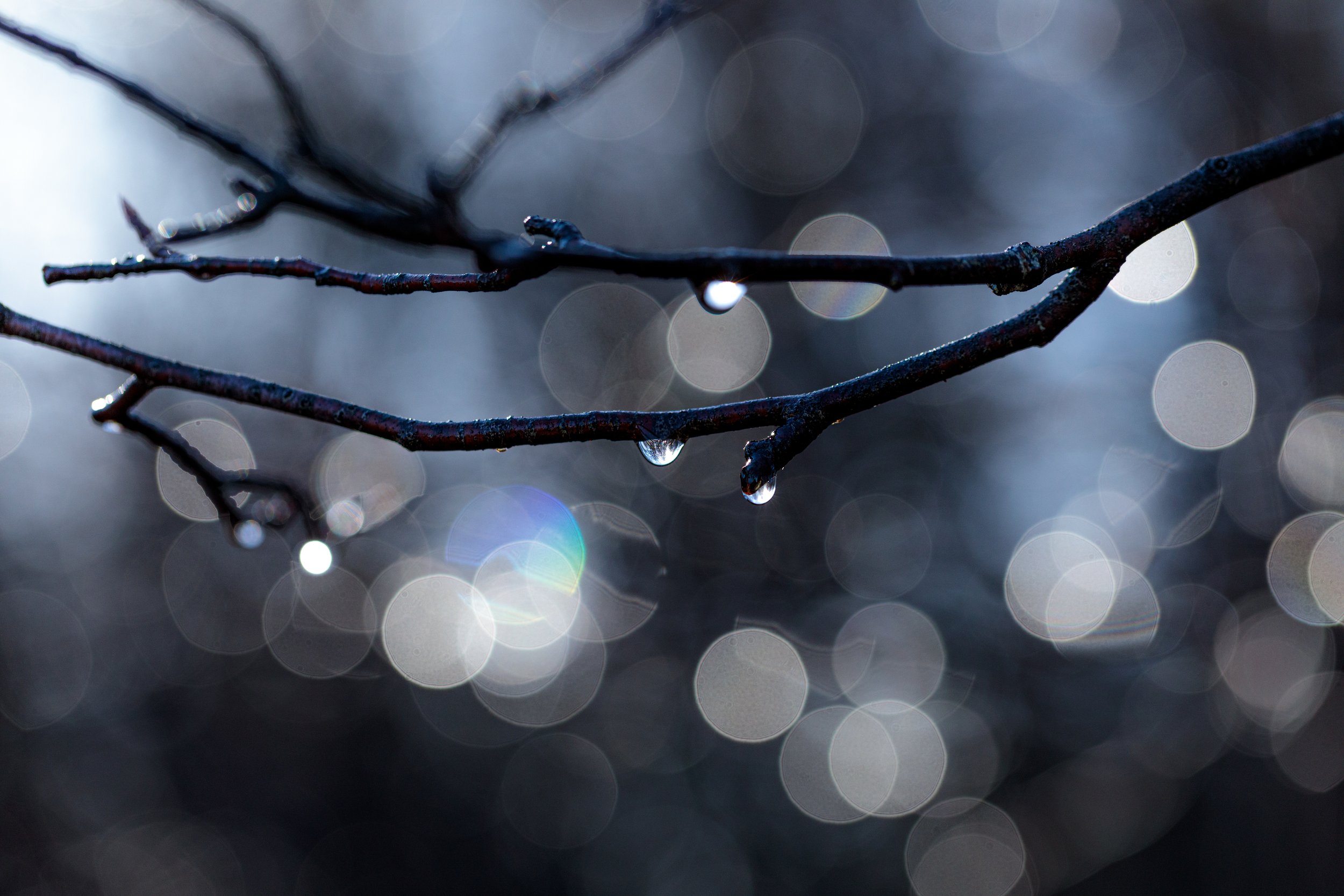 Rainy Spring Morning in the Orchard