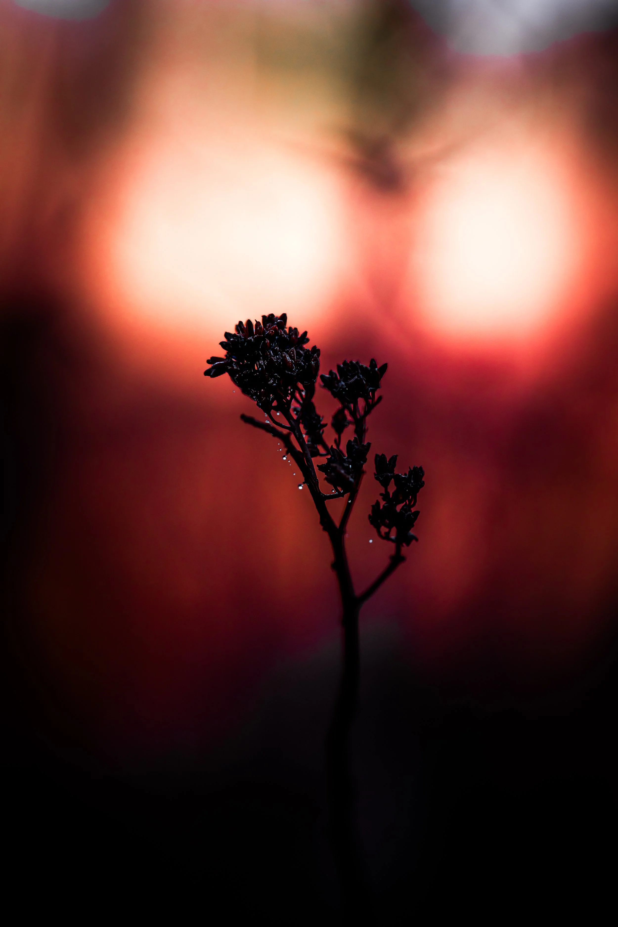 Forest Flower with Dew - Early Spring Morning
