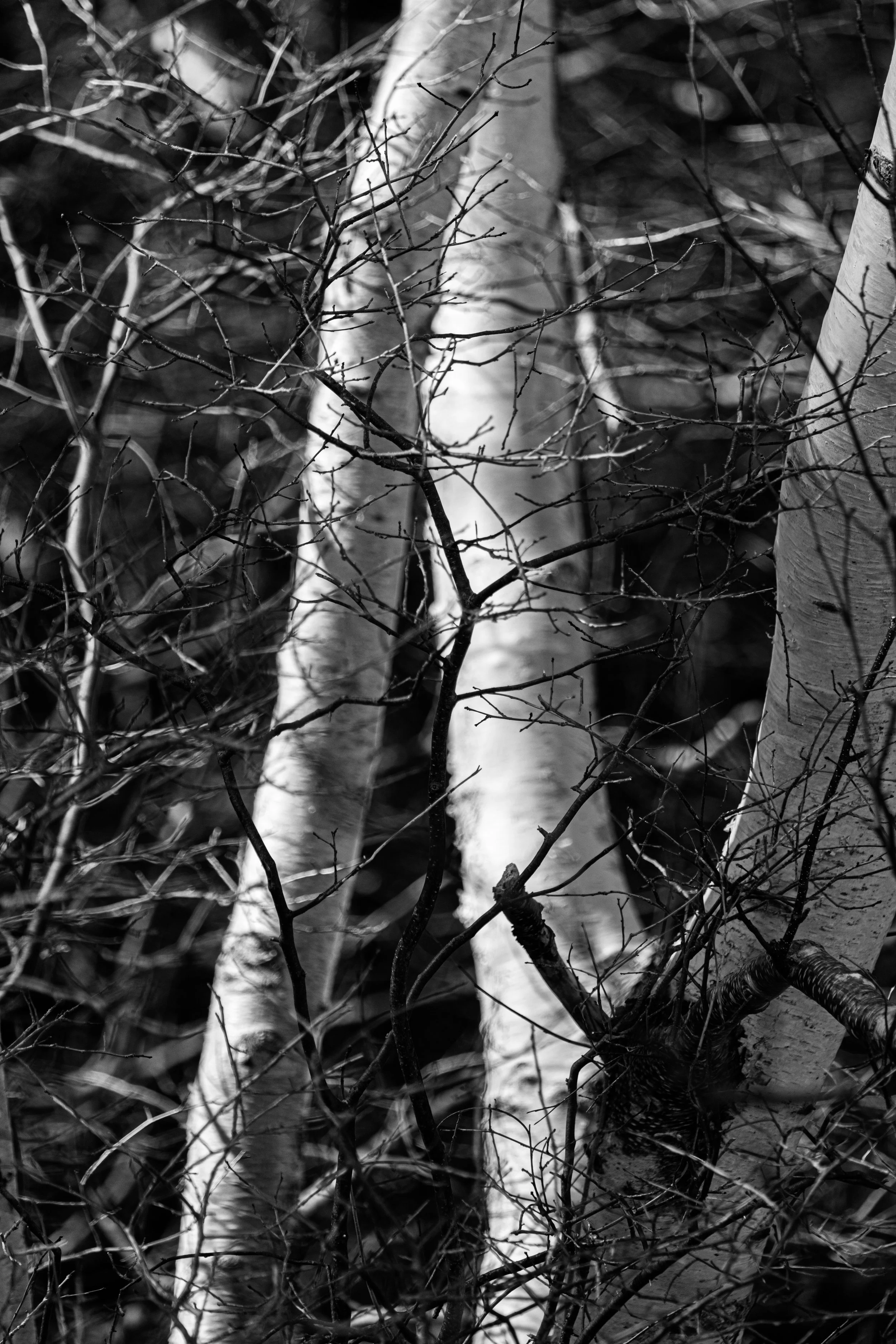 Birch Grove in Sun