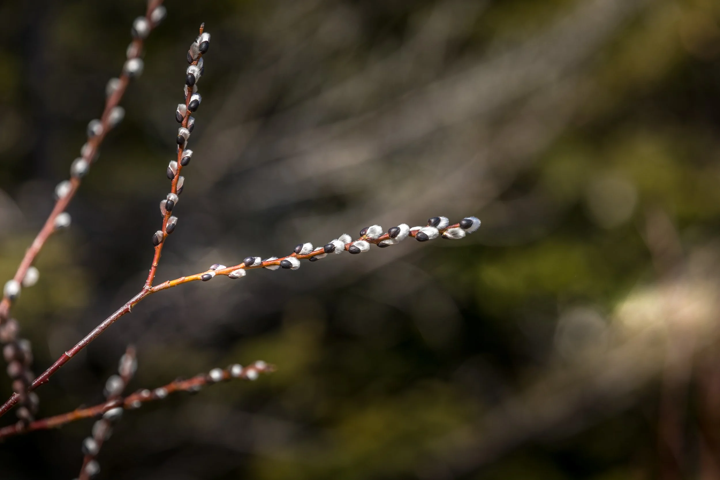 First Pussy Willows of the Season