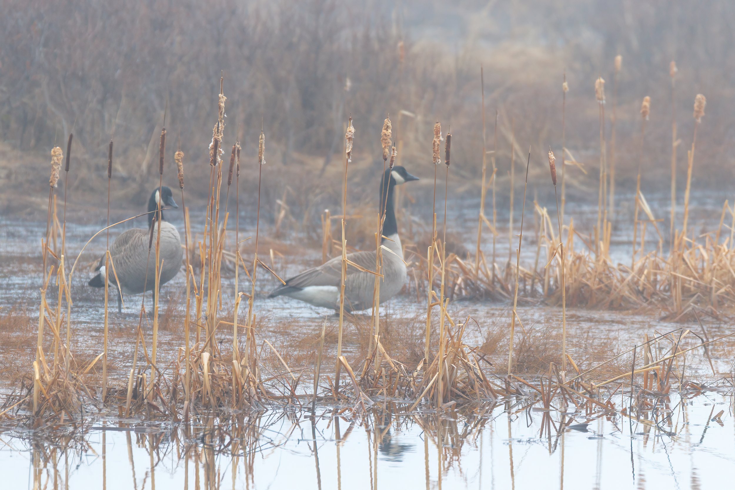 Nesting Geese in Inverness County Wetlands 