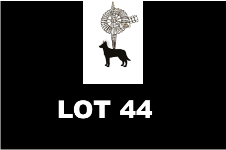 Lot 44 Jerilderie Working Dog Auction 2025- Drovers Dream Sue