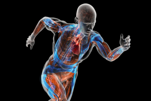 body web-2017-03-16_V3.jpg