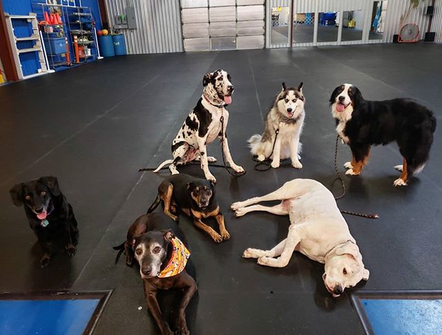 What is Black and White and cute all over? 
This crew!!! Apparantly Irish the Dogo was still a little tired. 🤣
#dogsofclubcanine
