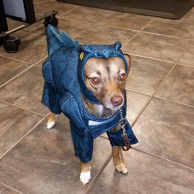 The mighty Raptor is guarding the premises from ghouls and goblins! Happy Halloween everyone! #dogsofclubcanine #happyhalloween #dogsofhalloween #raptor #costumesarefun