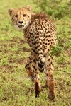 watermarked_ML_L7980.jpg