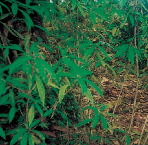 1.plant.jpeg