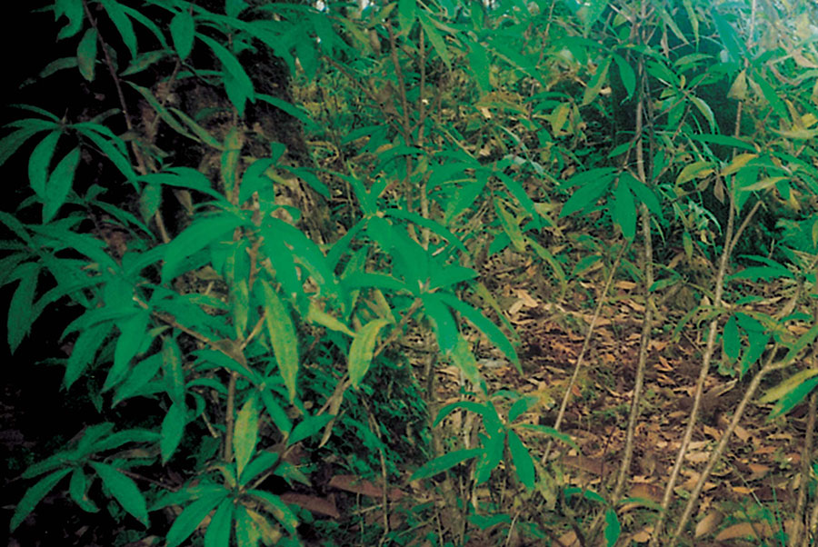 lokta-plant.jpg