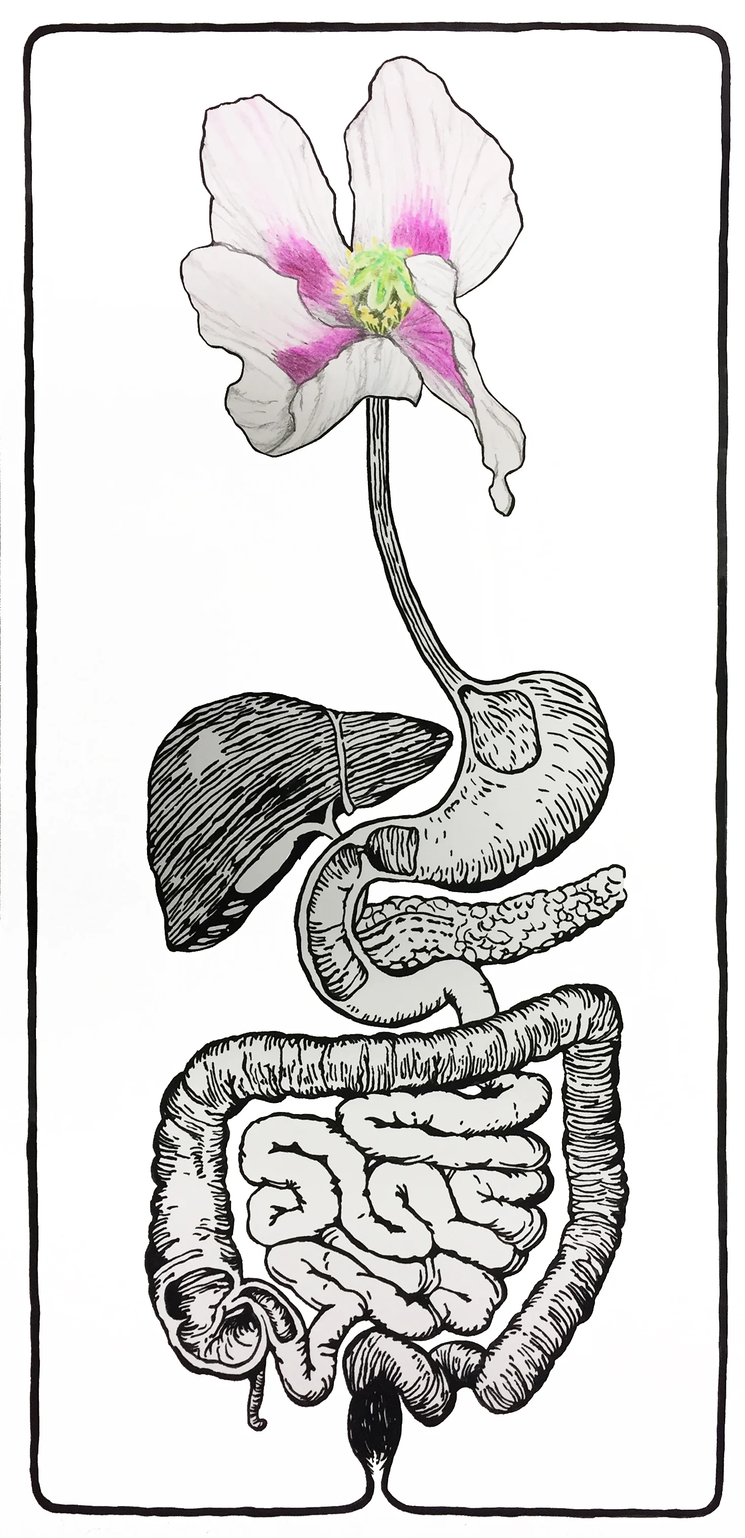 Papaver Gastritis