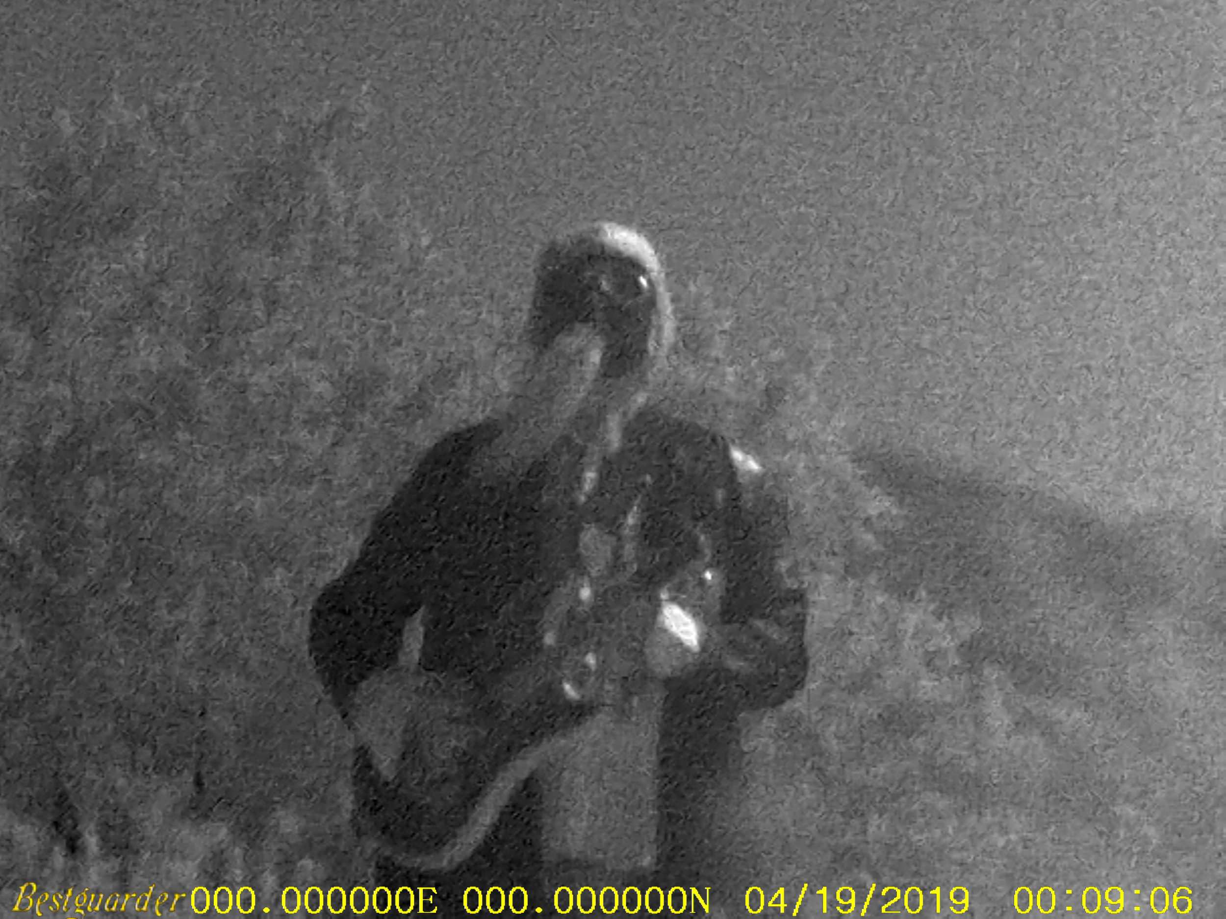 Count Pukebeard at night in the High Desert Landers, California, April 2019