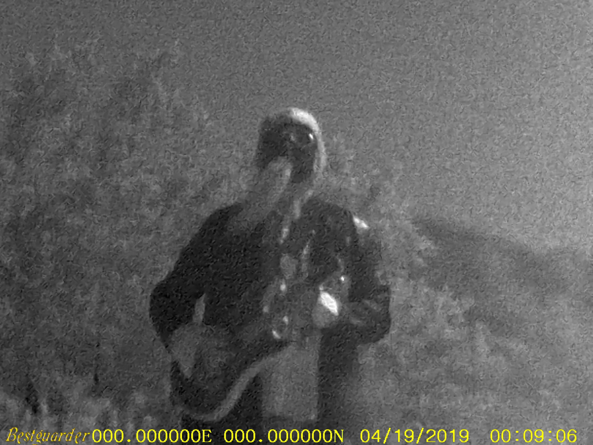 Count Pukebeard at night in the High Desert Landers, California, April 2019