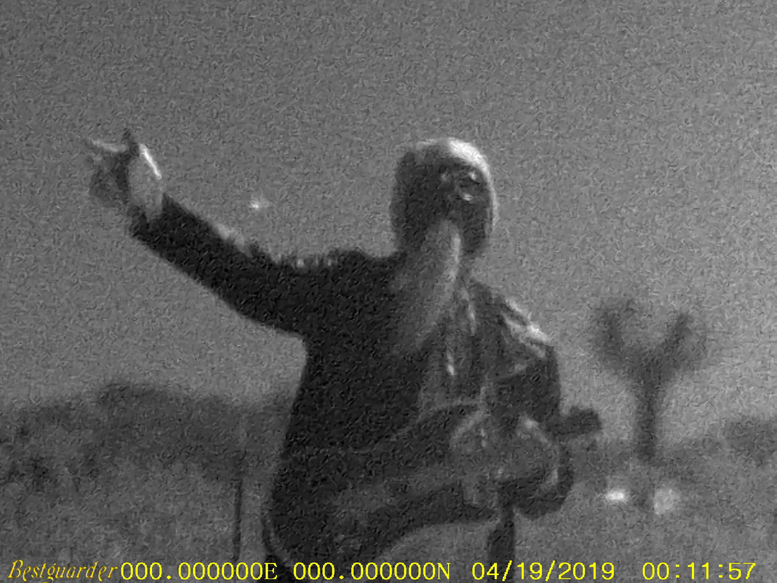 Count Pukebeard at night in the High Desert Landers, California, April 2019