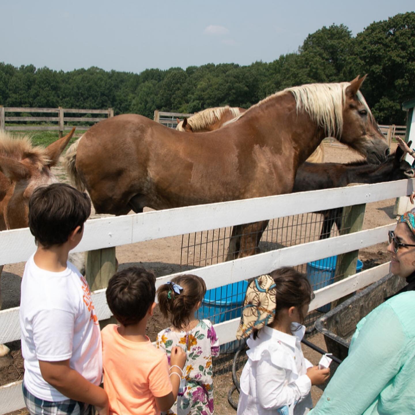 The farm was full of so many amusements for all ages to enjoy---a huge variety of animals, hayrides, a corn silo, duck races, playgrounds and more! Thank you for sharing your Eid day with us! @greenmeadowsfarmmd #eiduladha #nwmieid