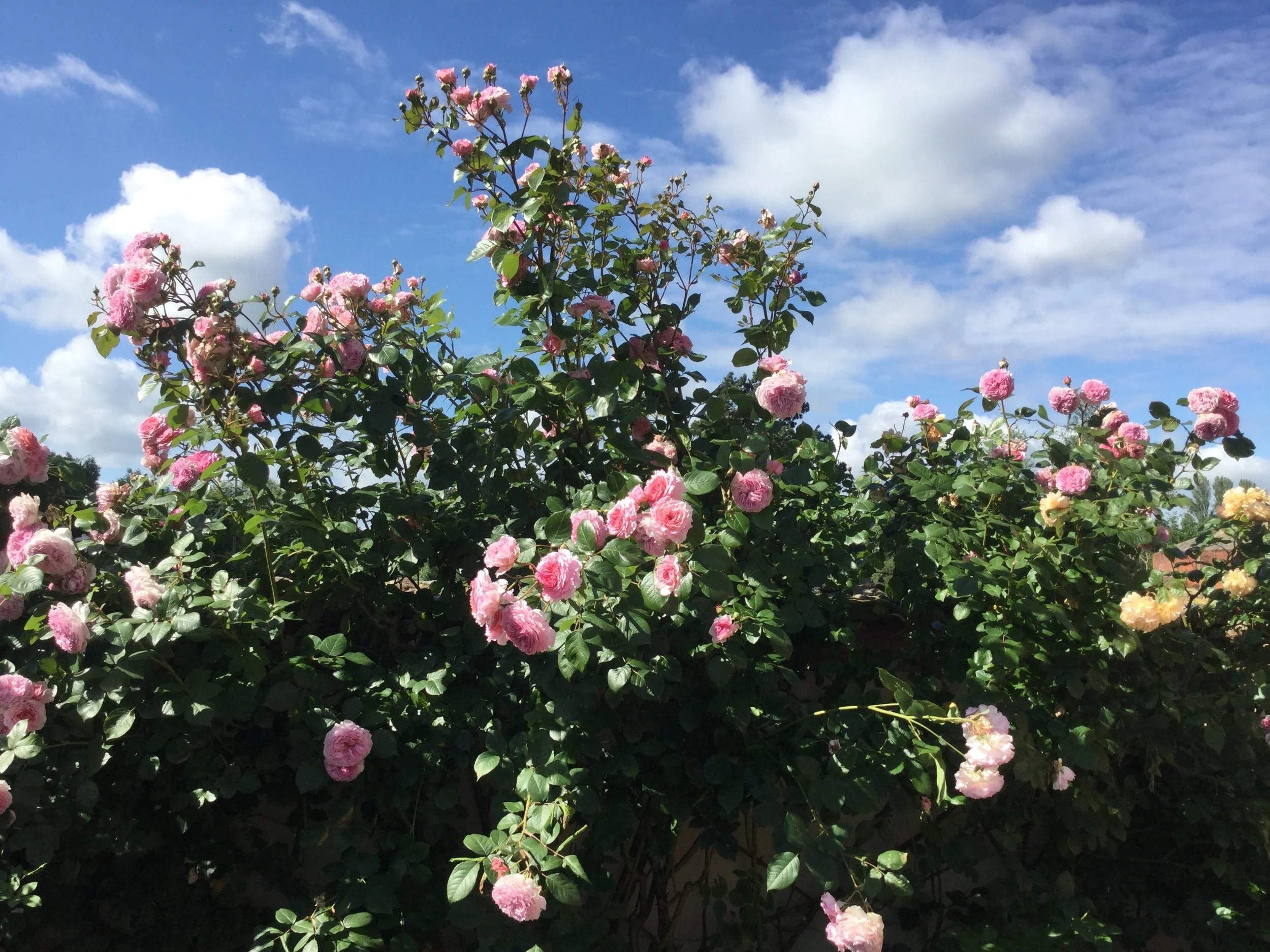AH gardens - 7.jpg