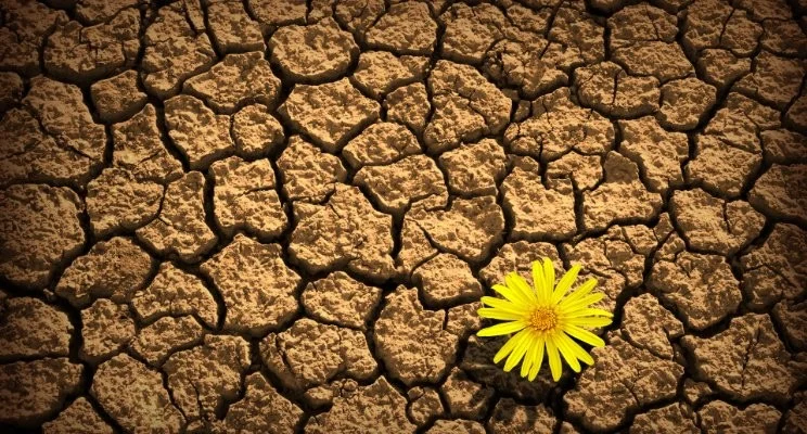 Flower in Desert.jpg