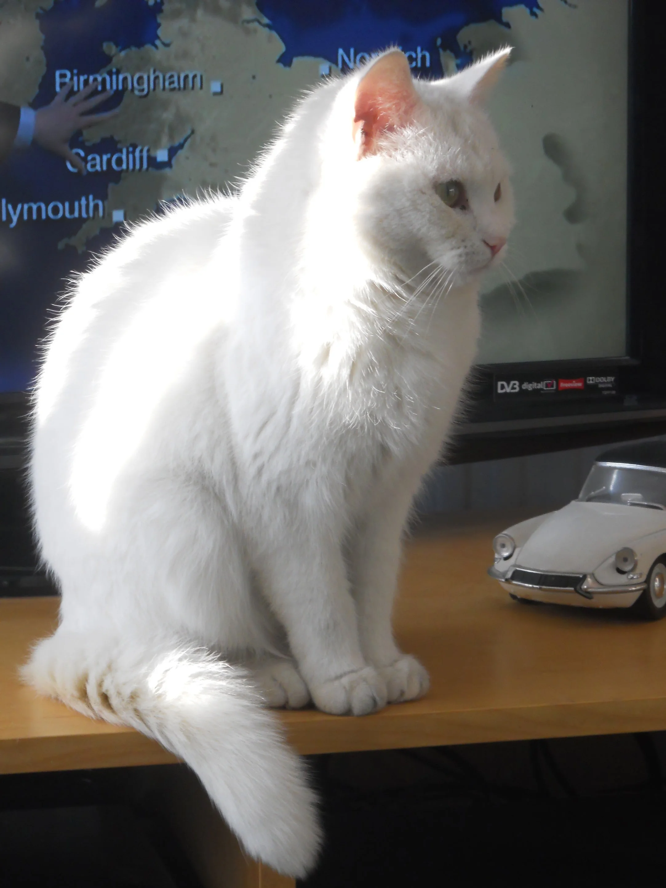 Bertie, Not a boy, but a girl as soon became obvious! Quite a feisty cat who bit my hand so hard on one occasion I ended up in A & E.