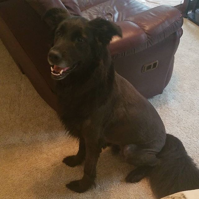 #thatmomentwhen #Bandit gets a new #haircut, as mentioned during today's #episode of #aia featuring author Richard C. White!
.
#dogsofinstagram #dogsofig #germanshepherdsofig #germanshepherdsofinstagram #germanshepherdmix #retrieversofinstagram #retrieversofig #retrievermix #podcast #southernfriedradio #authorsinabstract