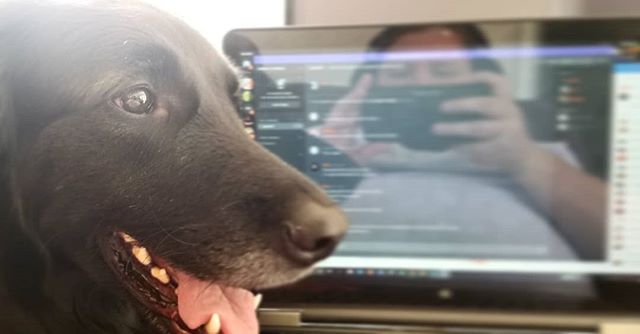 @shadesofmidnight is recording #authorsinabstract remotely today, and #Bandit wants to get involved!
#dogsofinstagram #dogsofig #germanshepherdsofig #germanshepherdsofinstagram #germanshepherdmix #retrieversofinstagram #retrieversofig #retrievermix #discord #aia #southernfriedradio #podcast #author #authorsofig #authorsofinstagram #author #authorsofig #authorsofinstagram #writerslife