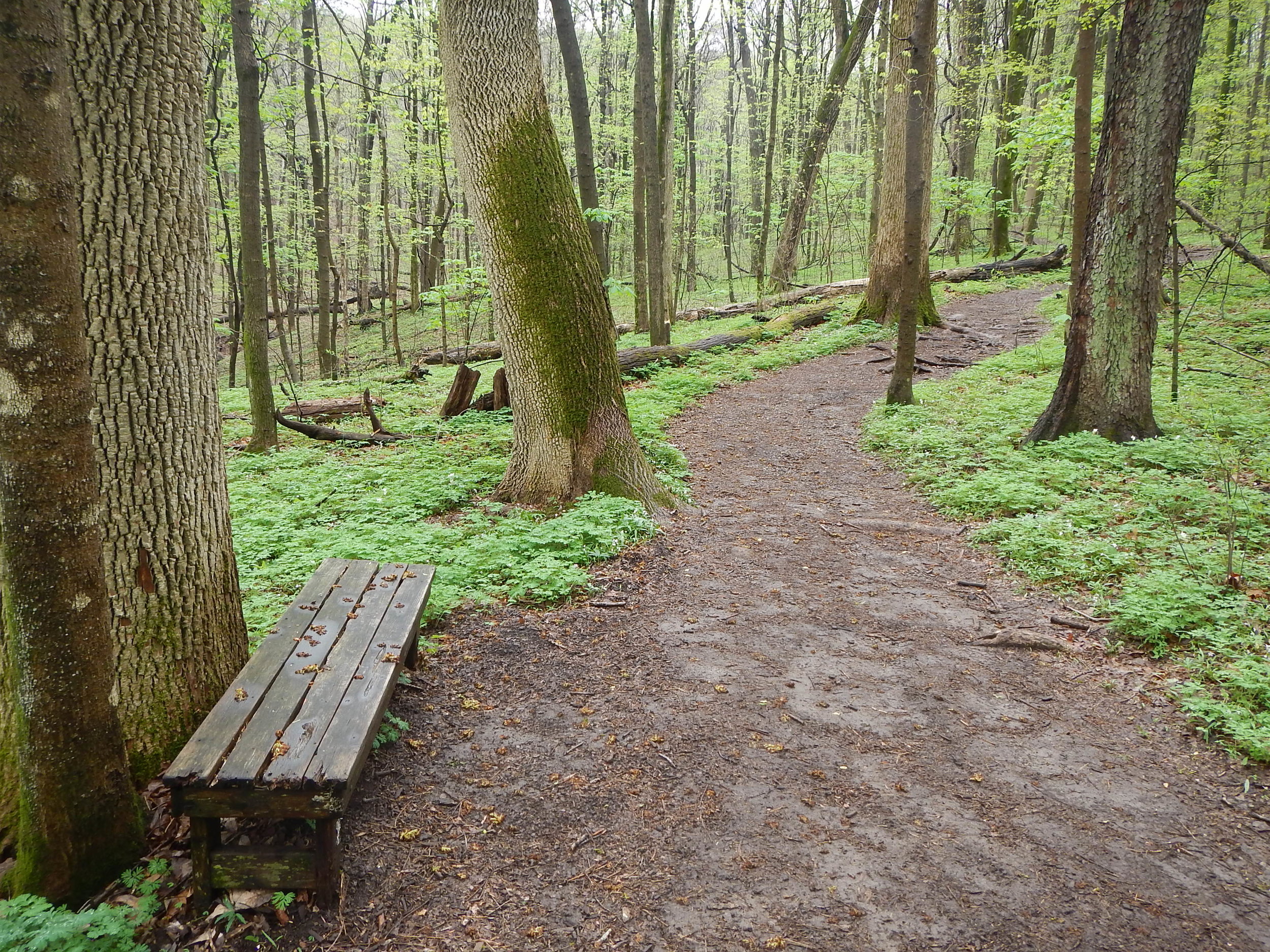 Trail Clean Up 