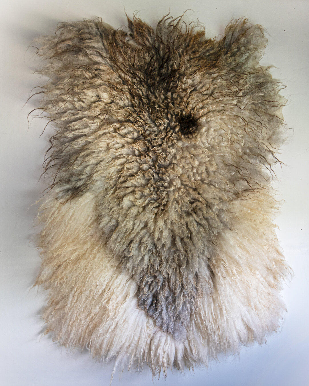 Multi-Sheep Fleece - XL Shetland Fiber Art Piece