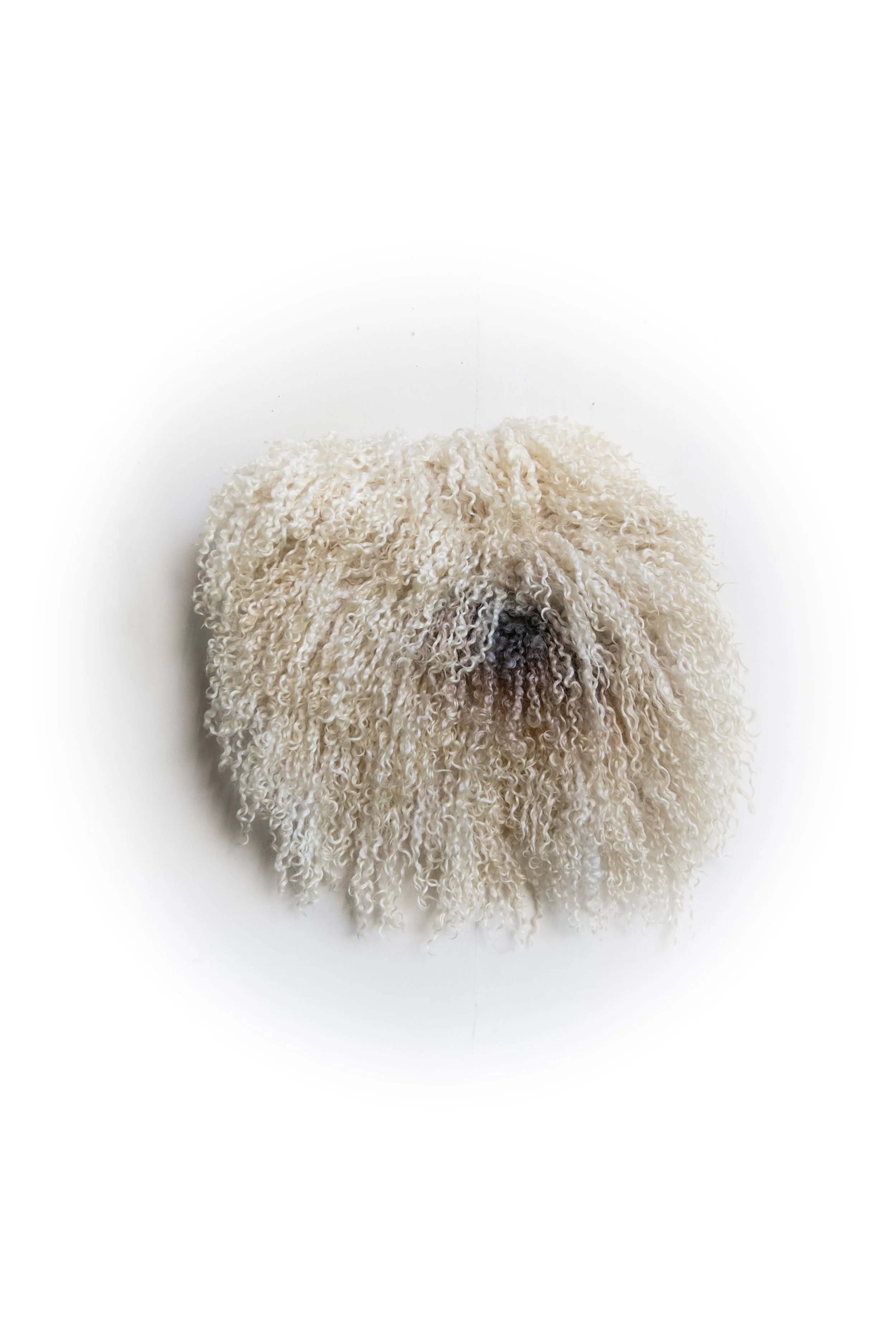 Small White Wensleydale - rare breed