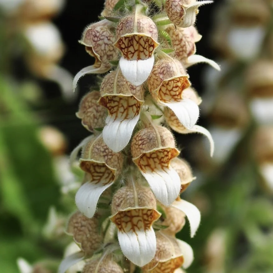 Grecian Foxglove