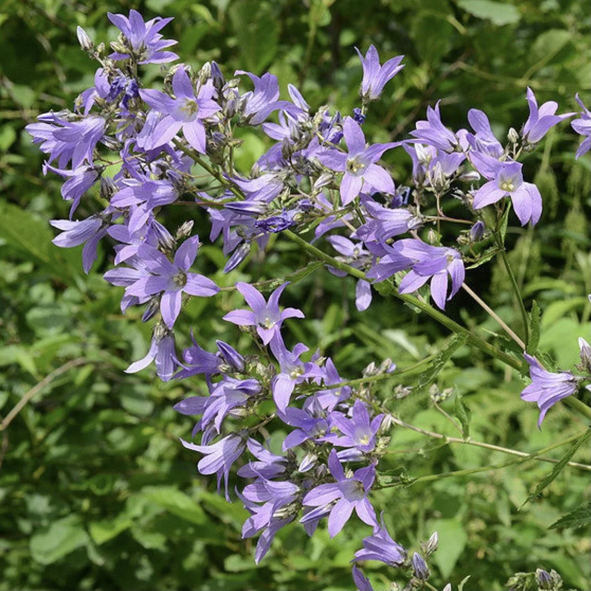 Milky Bellflower