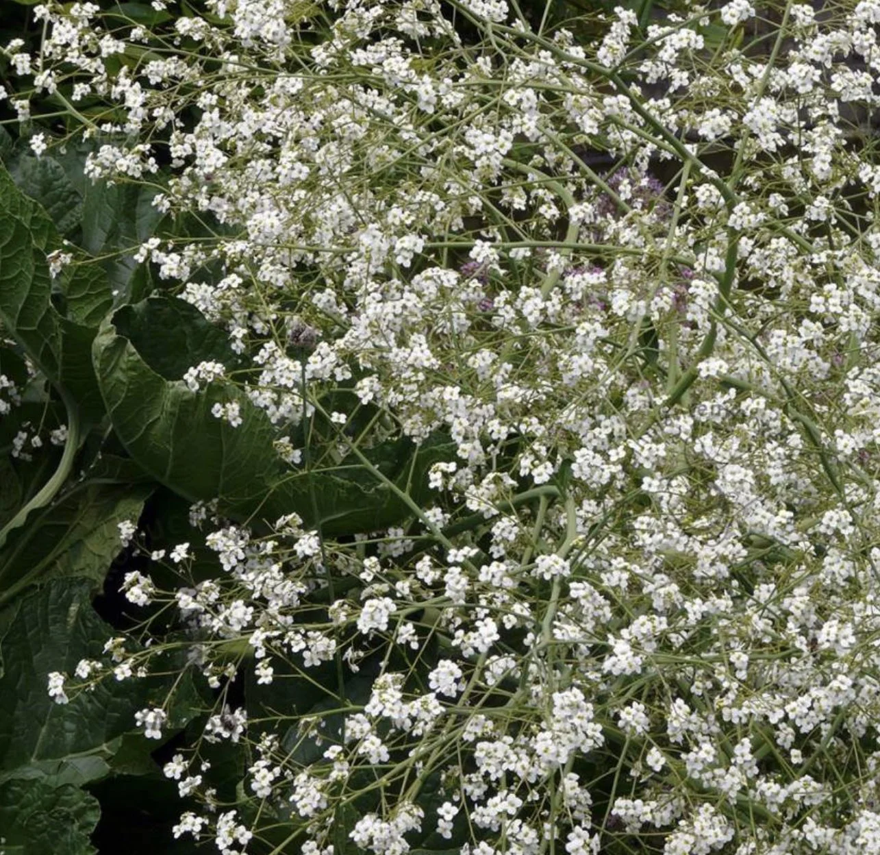 Crambe cordifolia