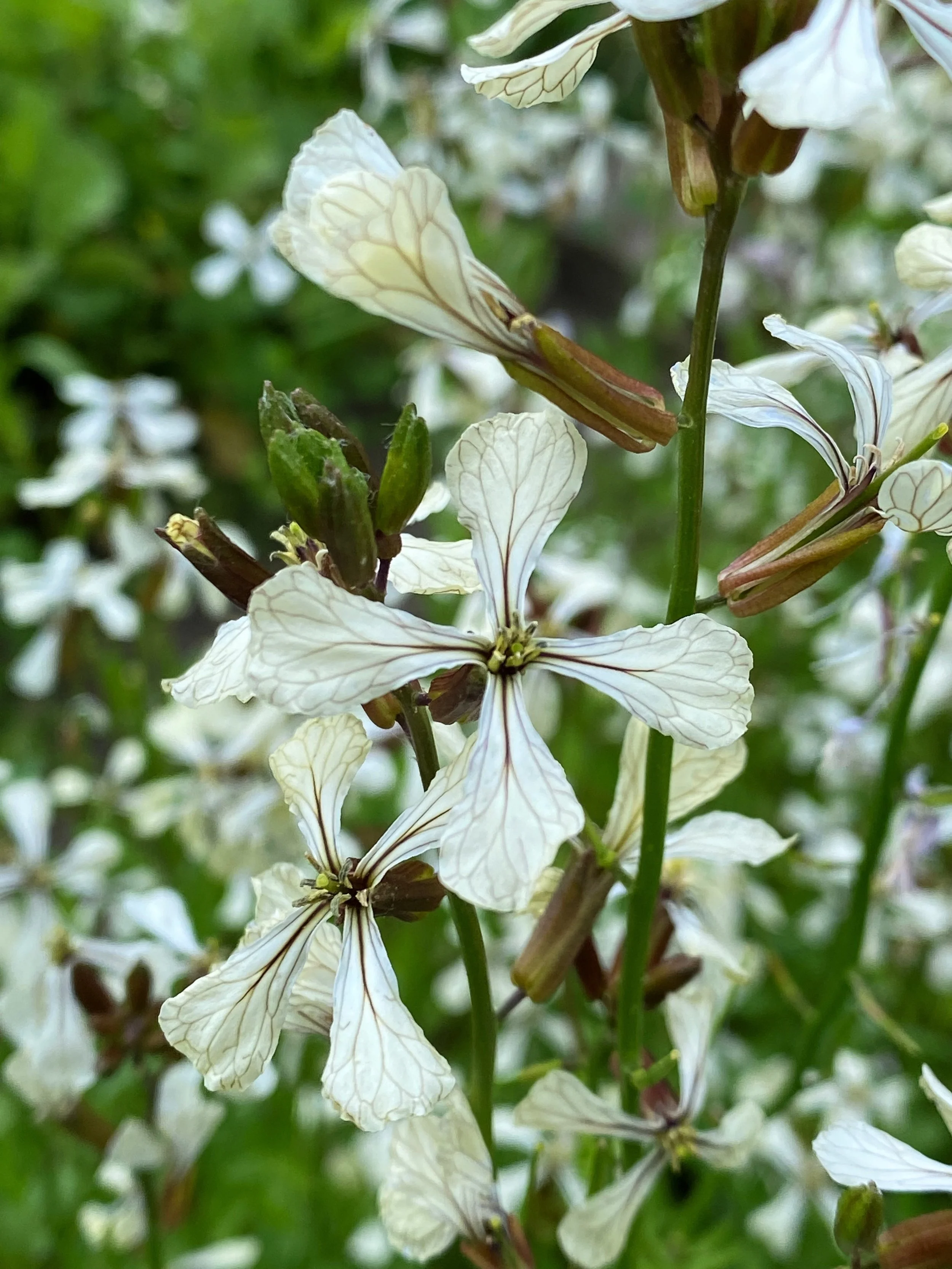 Arugula_flowers.jpg