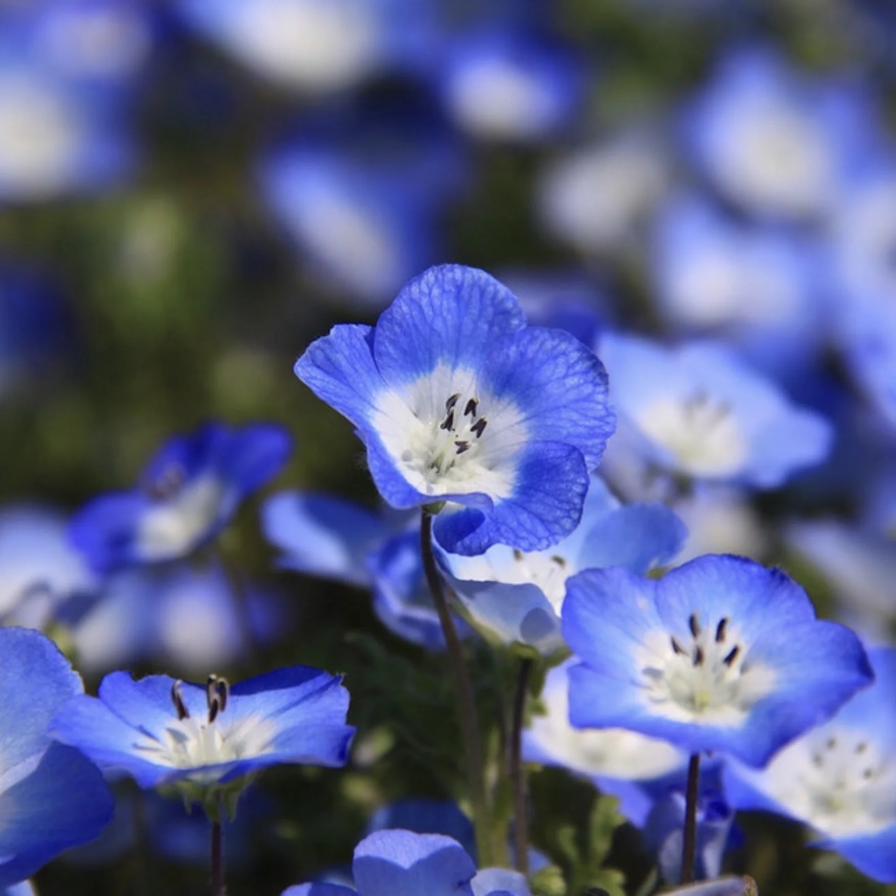 Baby Blue Eyes Farmacie Isolde Baby Blue Eyes Farmacie Isolde