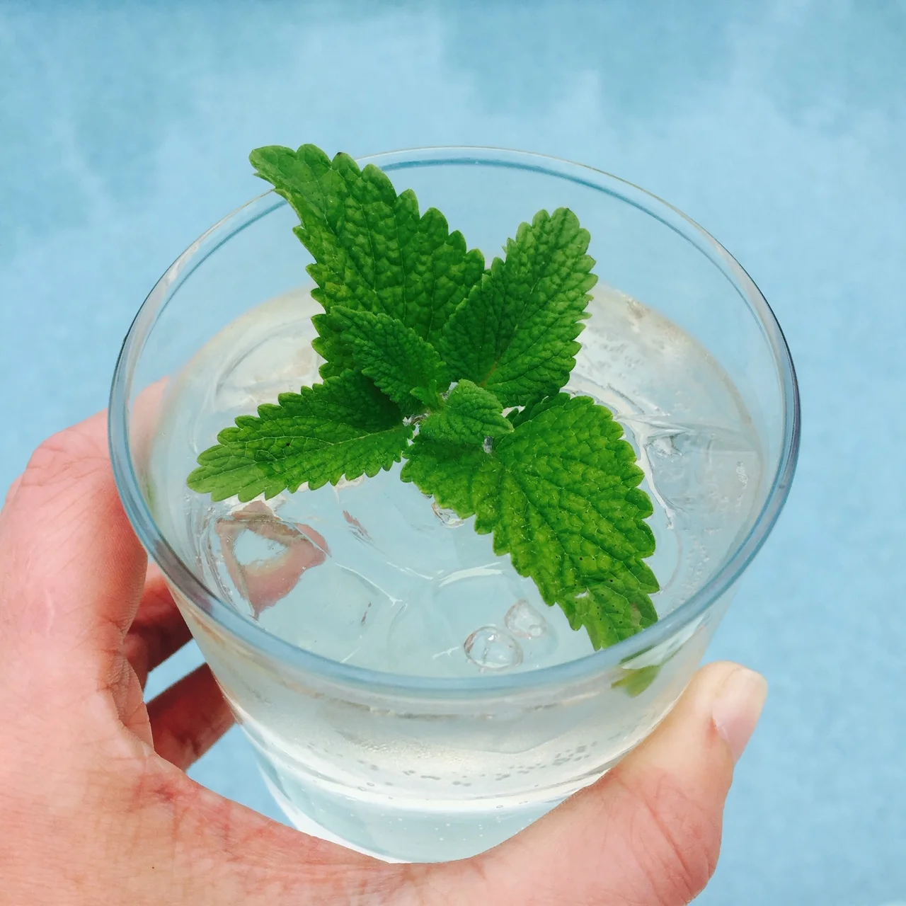 Quedlinburger Lemon Balm