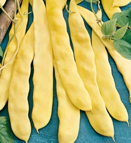 Meraviglia di Venezia Pole Bean