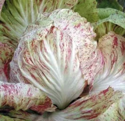 Cicoria Variegata di Lusia