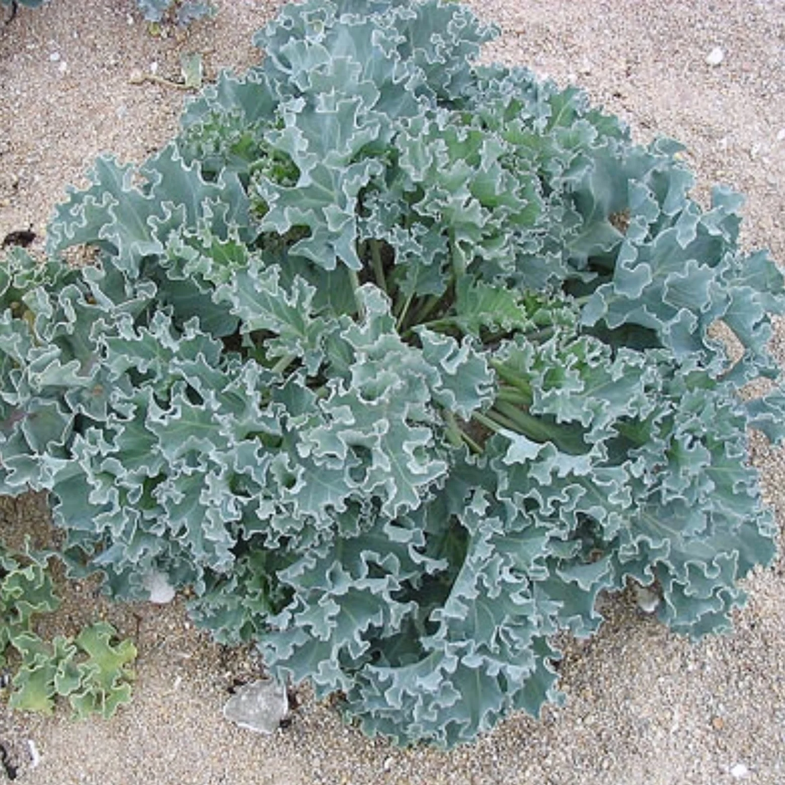 Sea Kale