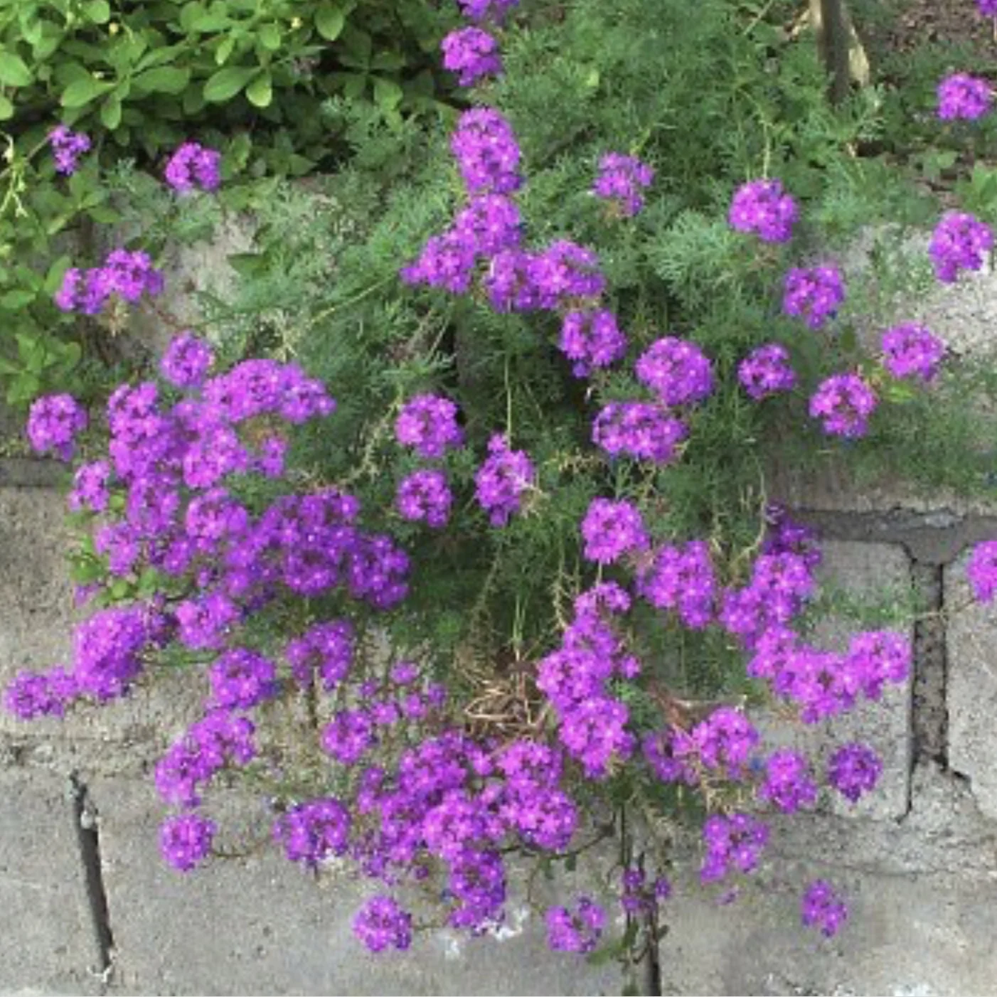 Moss Verbena