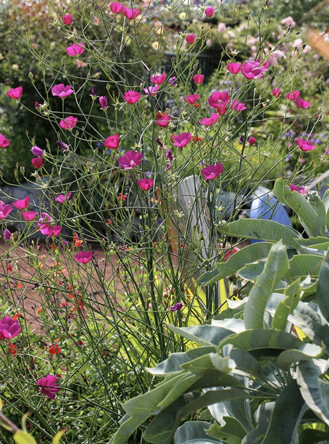 Fringed Poppy Mallow