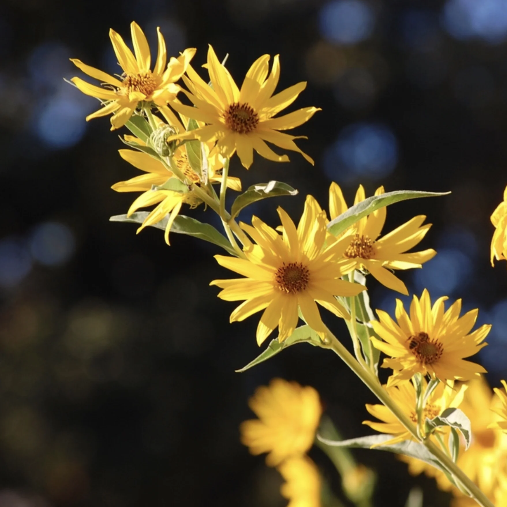 Maximillian's Sunflower