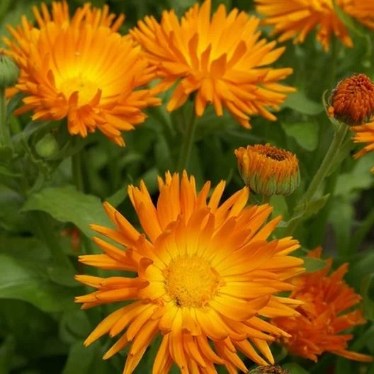 Radio Calendula