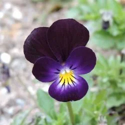 Bowles’ Black Viola