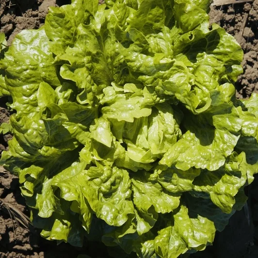 Guildenstern Lettuce
