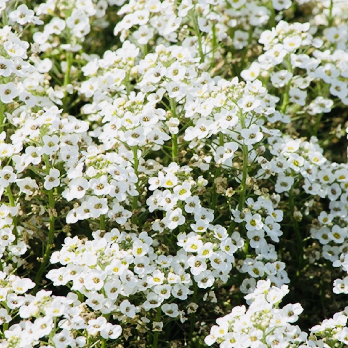 Tall Sweet Alyssum