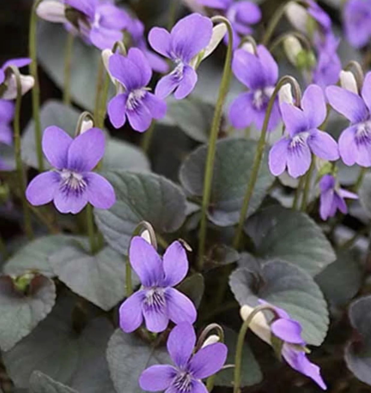 Labrador Violet